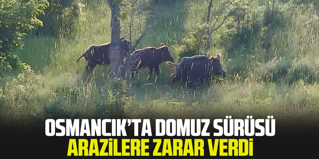 Osmancık’ta Domuz Sürüsü arazilere zarar verdi