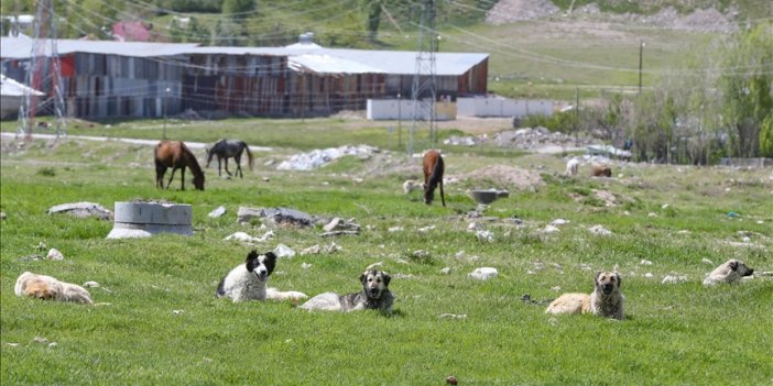 Sahipsiz hayvanlar iki yıl öncesine göre daha tehlikeli bulunuyor