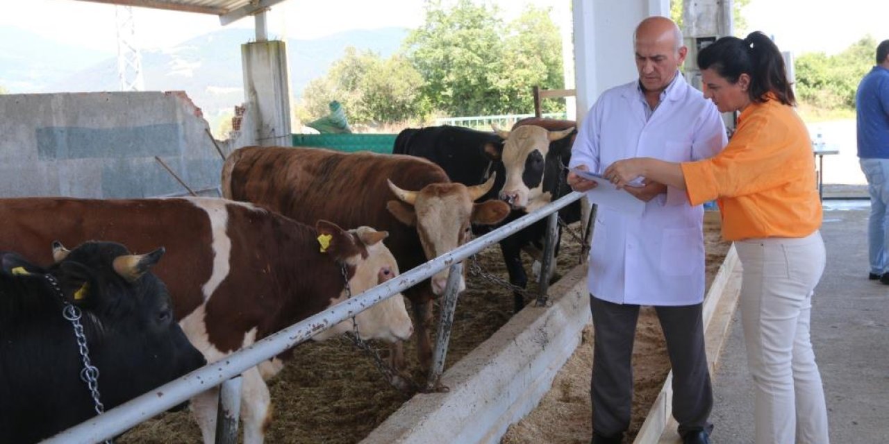 Kurban Satış ve Kesim Yeri bayrama hazır