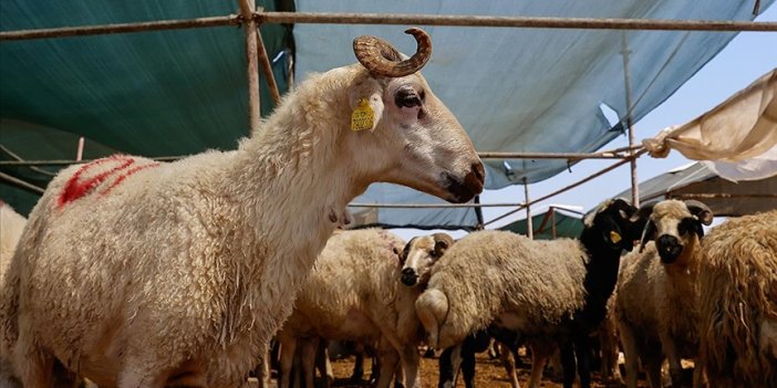 Kızılay, kurban vekaleti bedellerini açıkladı