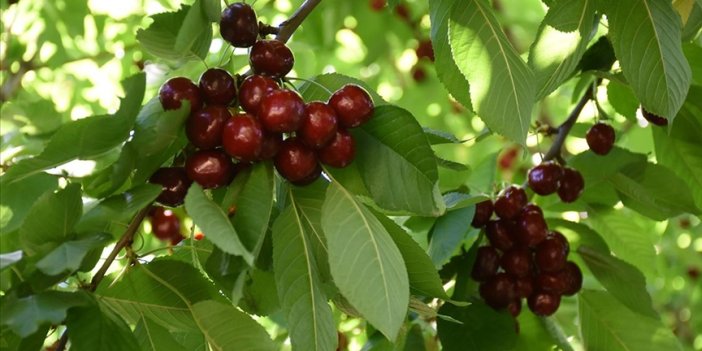 Tescilli "dalbastı" kirazında hasat başladı