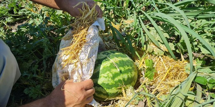 Karpuzu aşırı sıcaktan gazete ve samanla koruyorlar