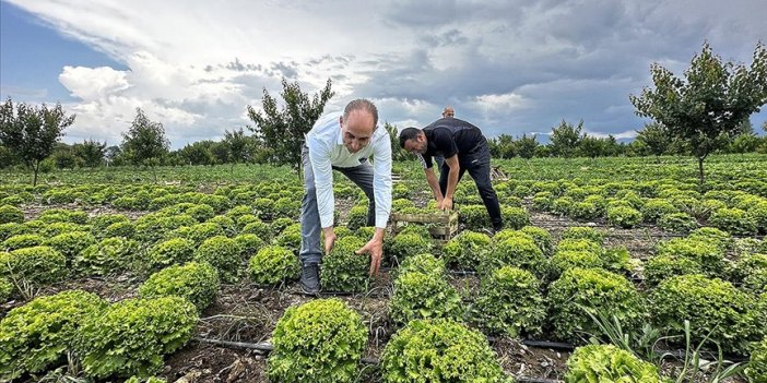 Iğdır'da teşvik ve desteklerle sebze yetiştiriciliği artıyor