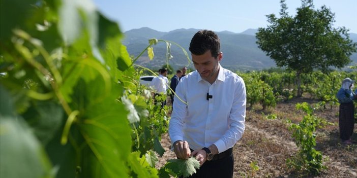 Erbaa bağ yaprağında 15 bin ton rekolte bekleniyor