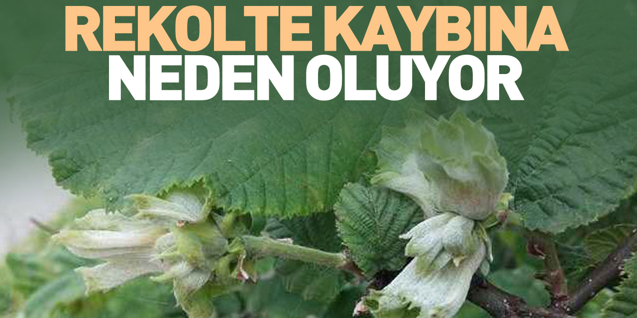 REKOLTE KAYBINA NEDEN OLUYOR