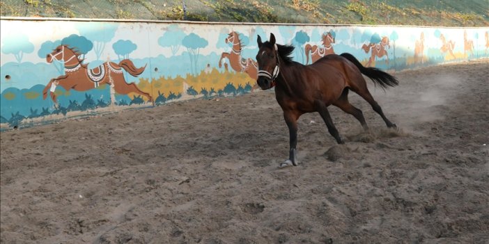 Atlara pansiyon hizmeti veriliyor