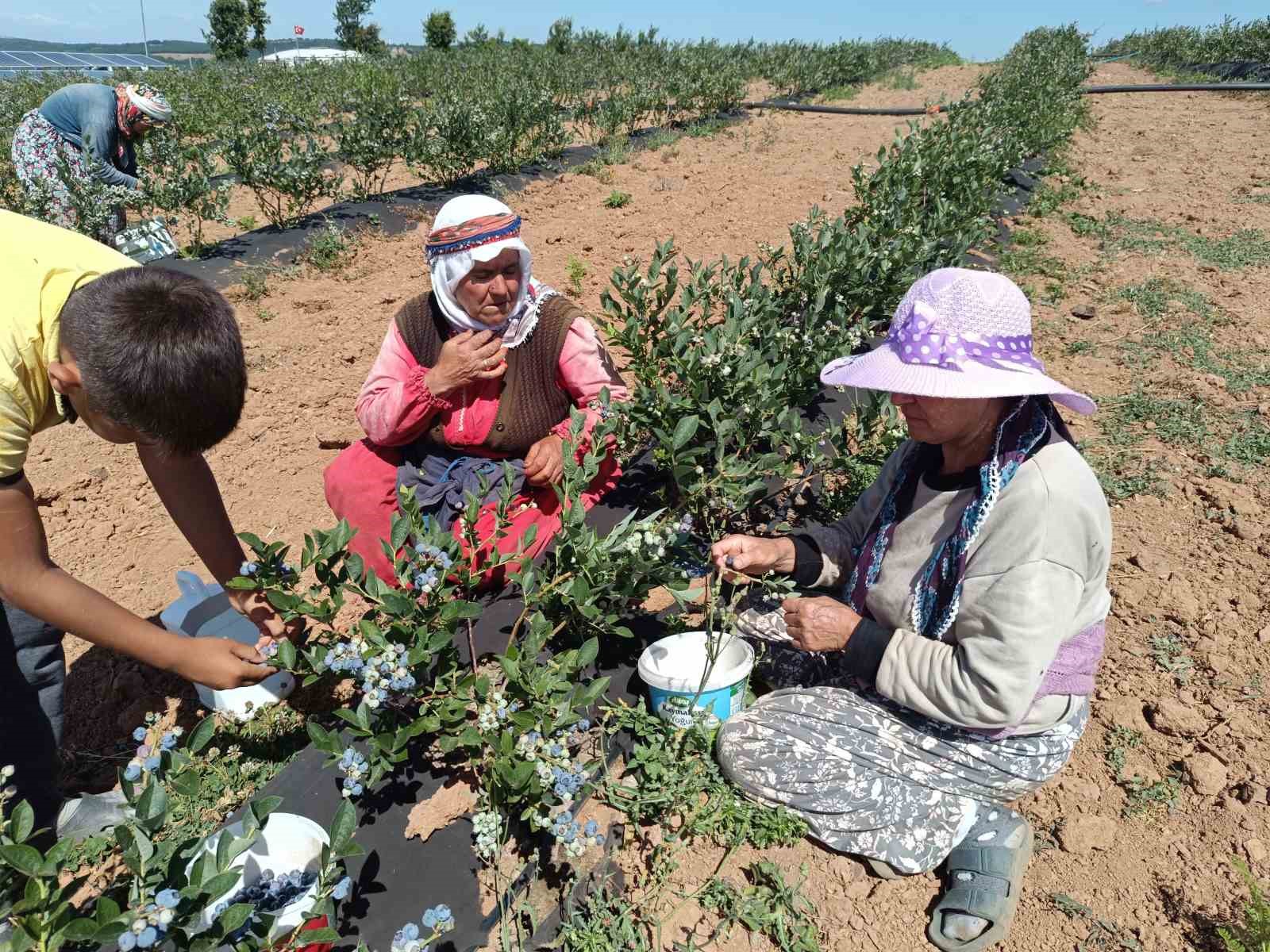 şimdi köyün geçim kaynağı oldu