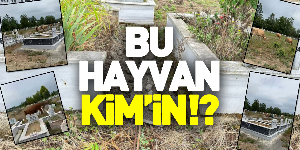 BU HAYVAN KİM’İN!?