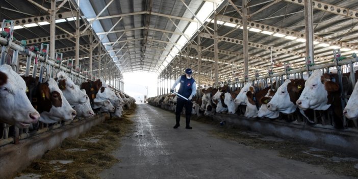 İnek sütü üretimi rekor düzeye ulaştı