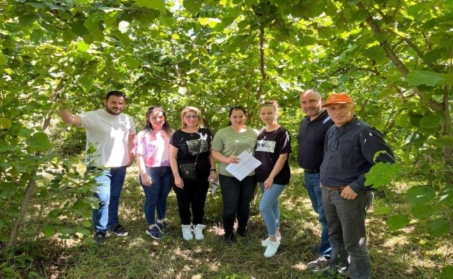 fındık rekolte çalışmaları tamamlandı