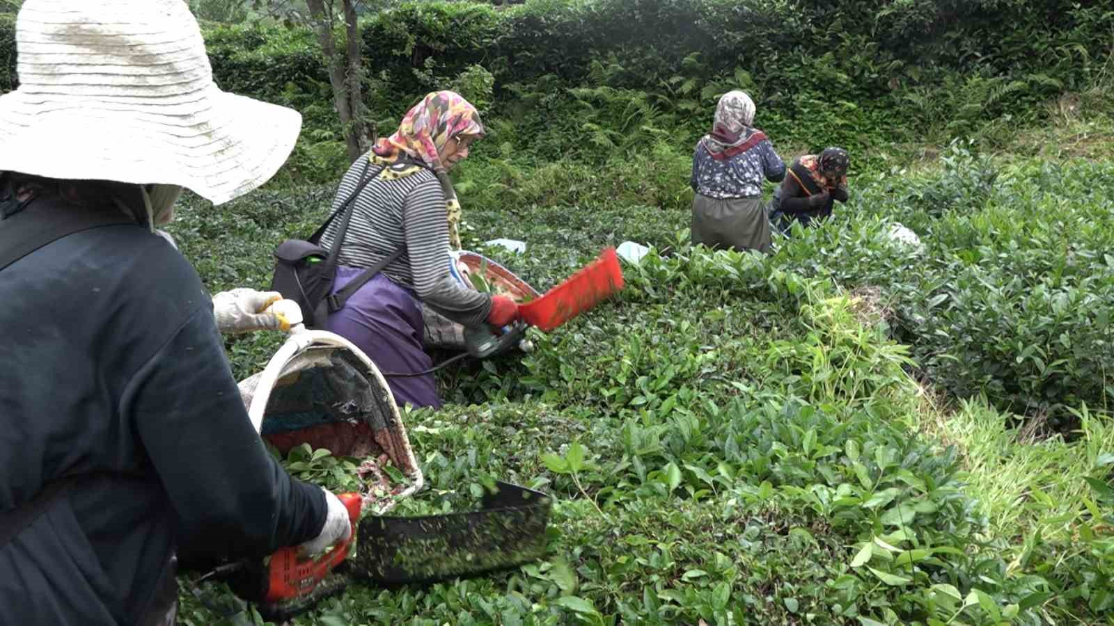 hastanede yatan komşularının çayını topladı