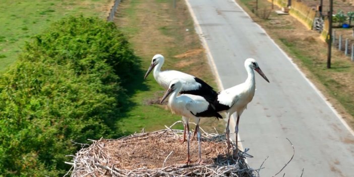 Leylekler deltaya renk katıyor