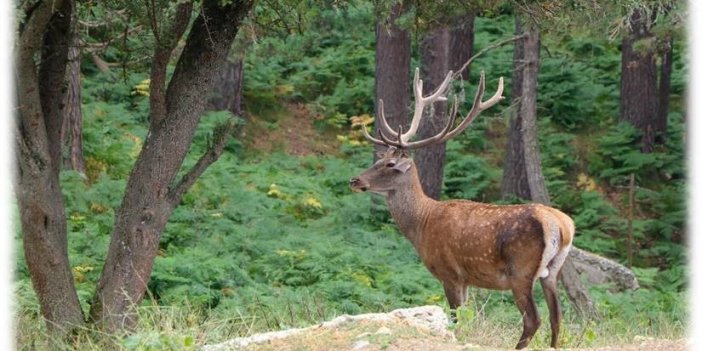 354 bin 754 adet sülün üretildi