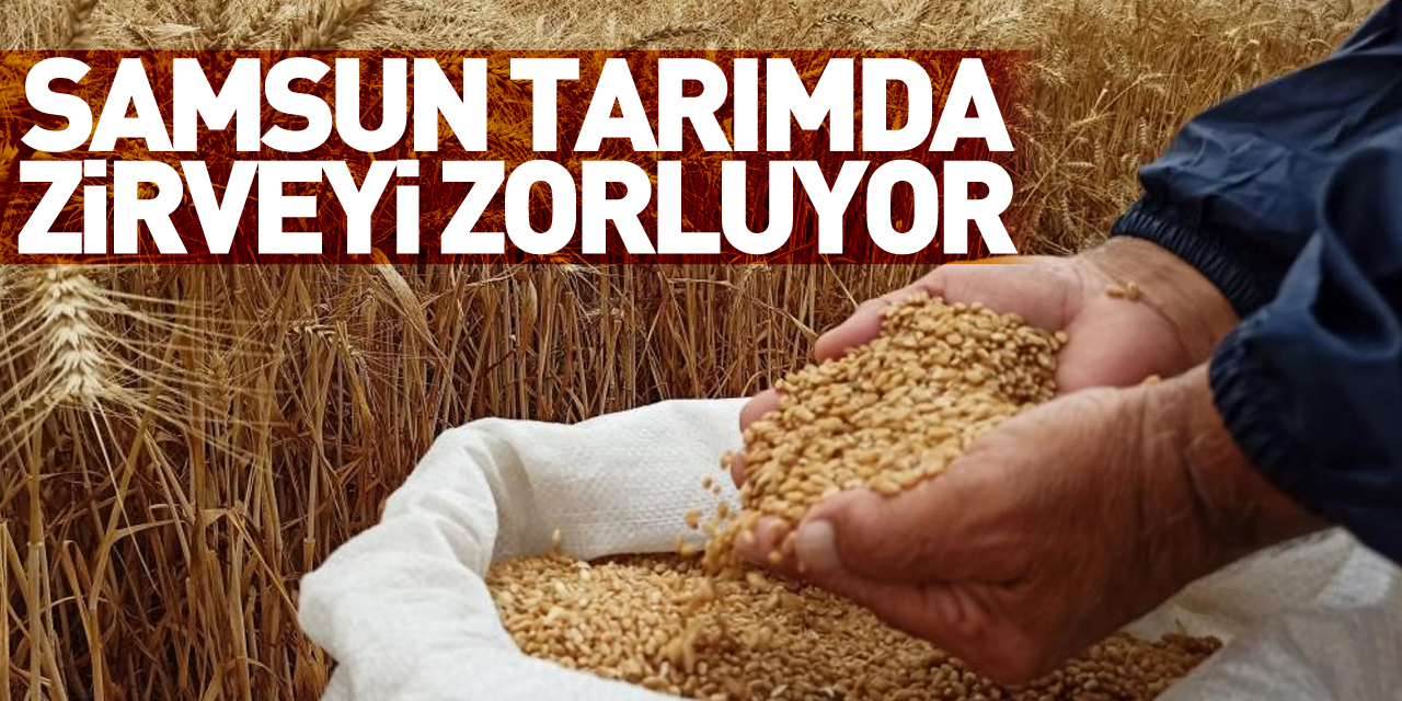 Samsun, tarımda zirveyi zorluyor