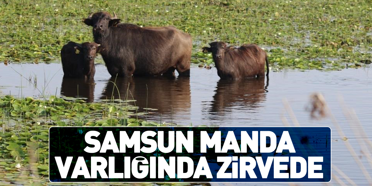 Samsun manda varlığında zirvede