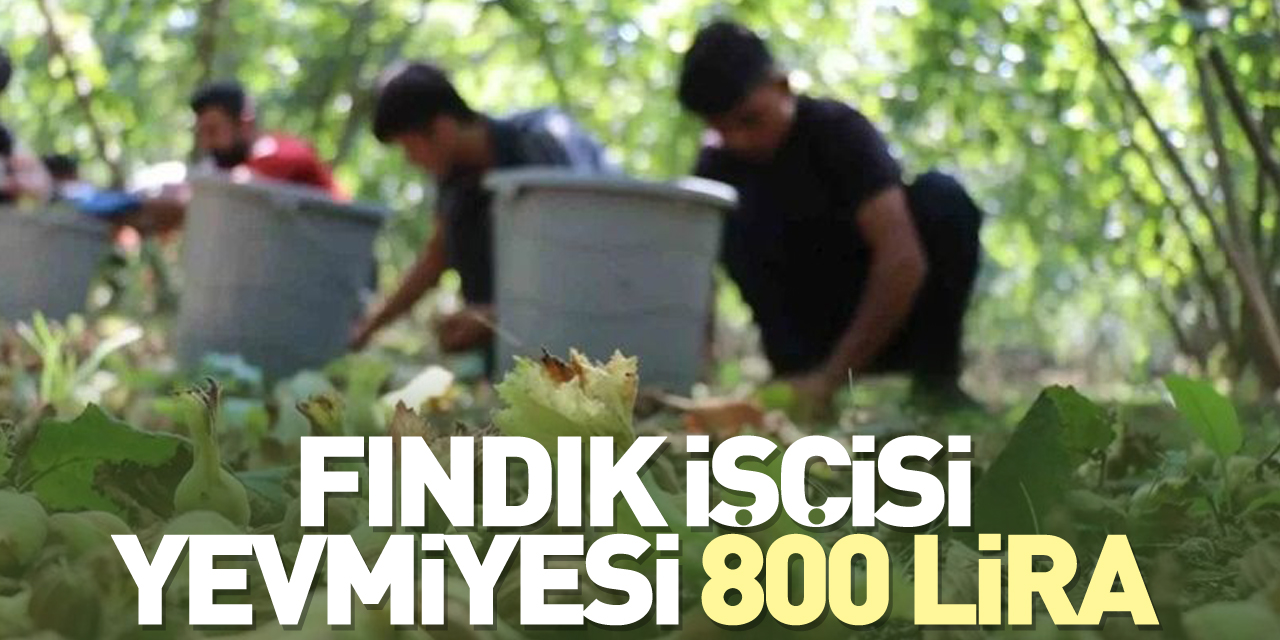 Fındık işçisi yevmiyesinin 800 lira