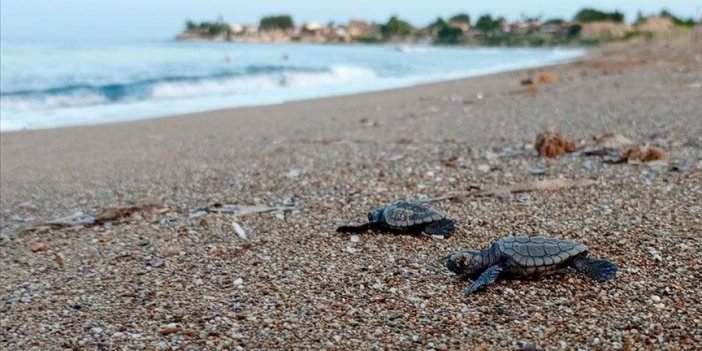 14 bin 807 yavru deniz kaplumbağası denize ulaştı