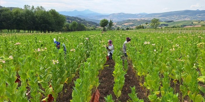 Bafra Ovası'nda tütün hasadı başladı