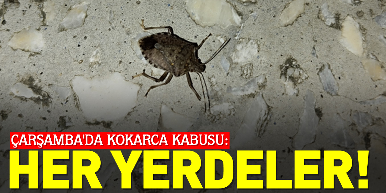 Çarşamba'da Kokarca Kabusu: HER YERDELER!