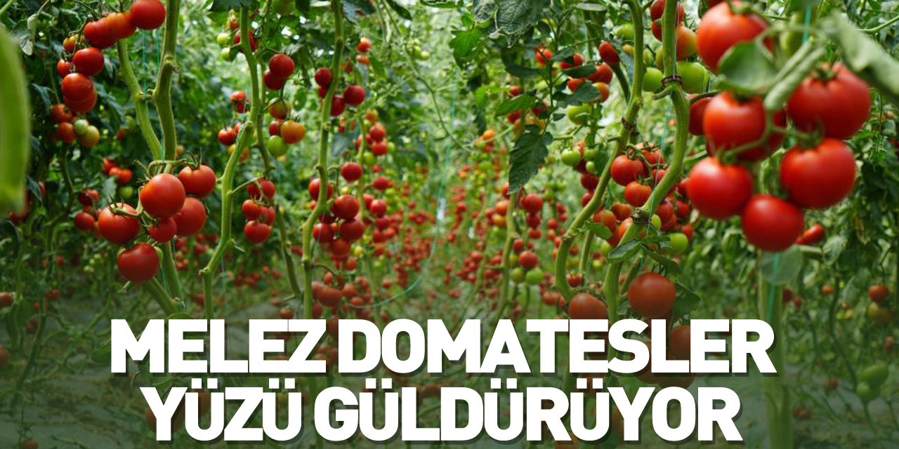 Melez domatesler, üreticilerin yüzünü güldürüyor