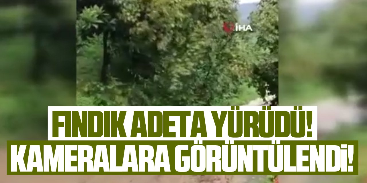 Fındık ağacı yolda kayıp gitti, görenler gözlerine inanamadı