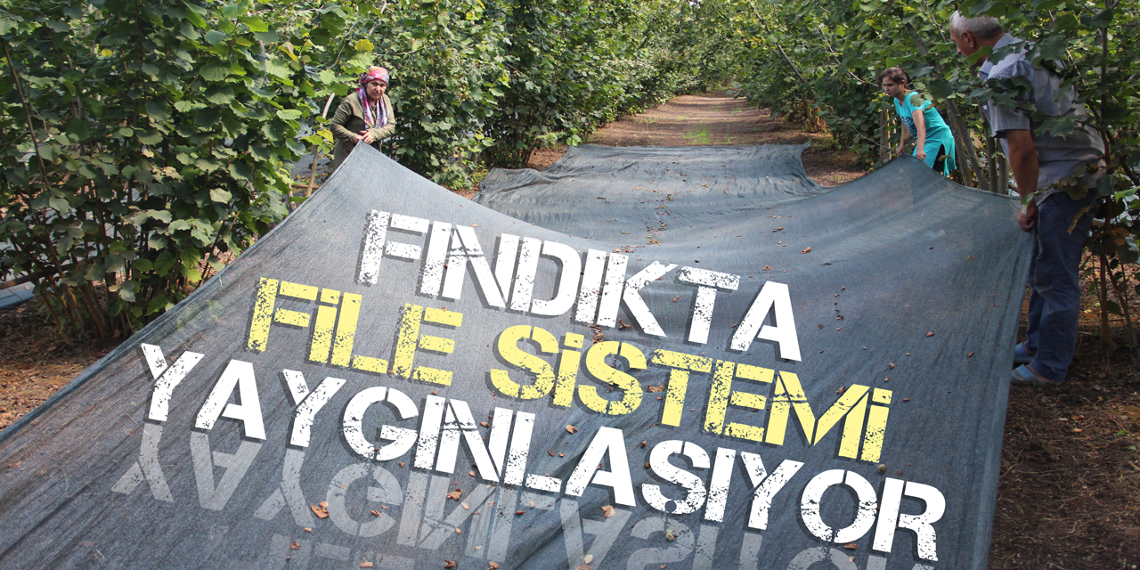 Fındıkta file sistemi yaygınlaşıyor