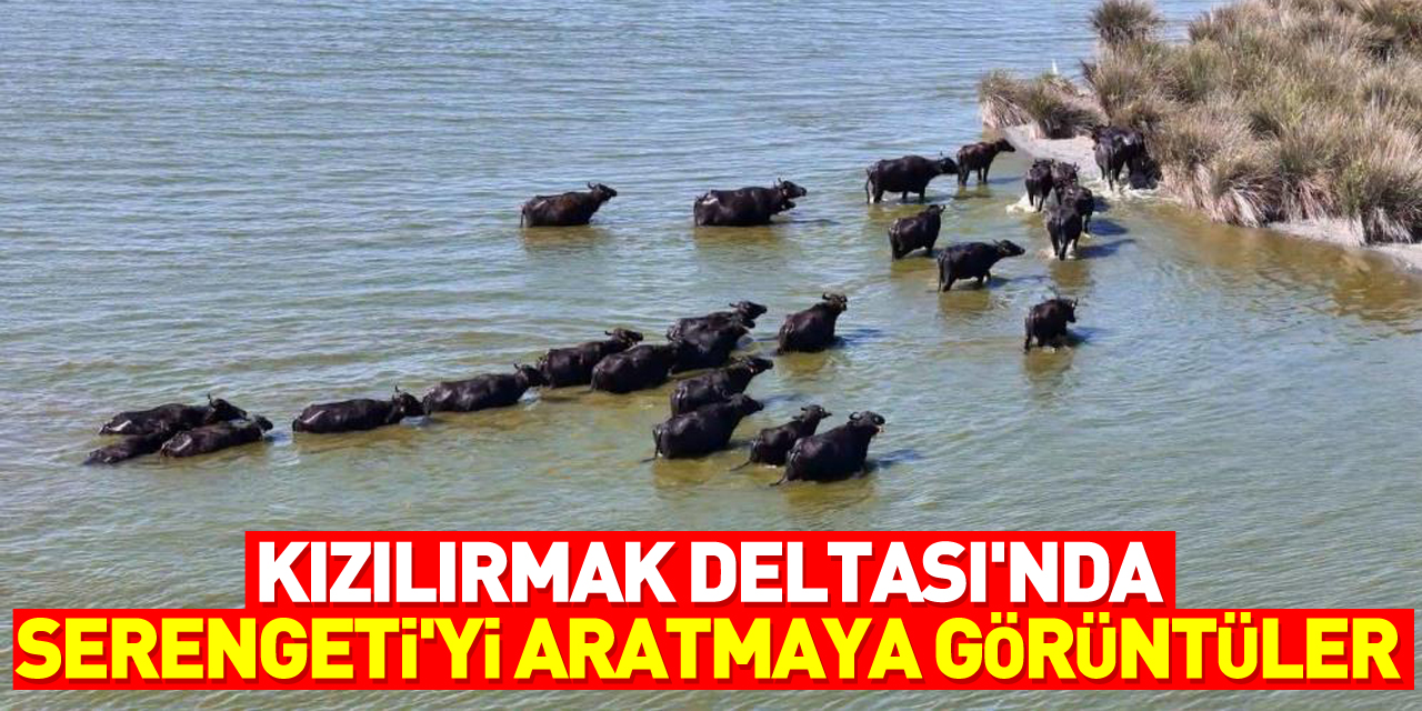 Kızılırmak Deltası'nda Serengeti'yi aratmaya görüntüler