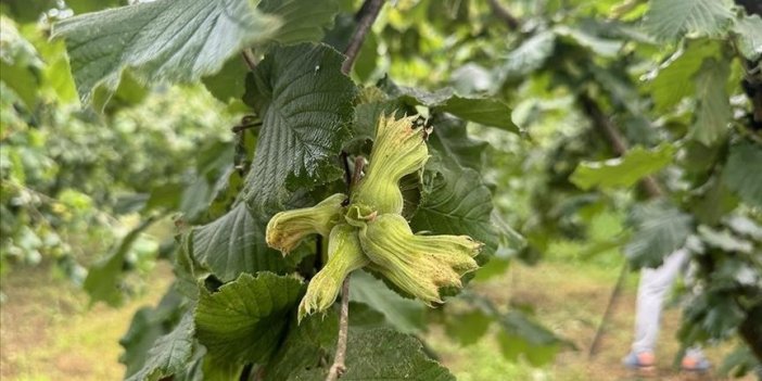 İhracat artışında fındık başı çekti