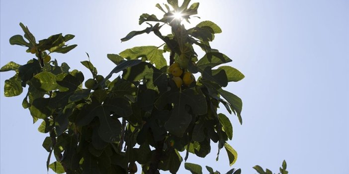 Aşırı sıcaklar kuru incirde hasadı öne çekti