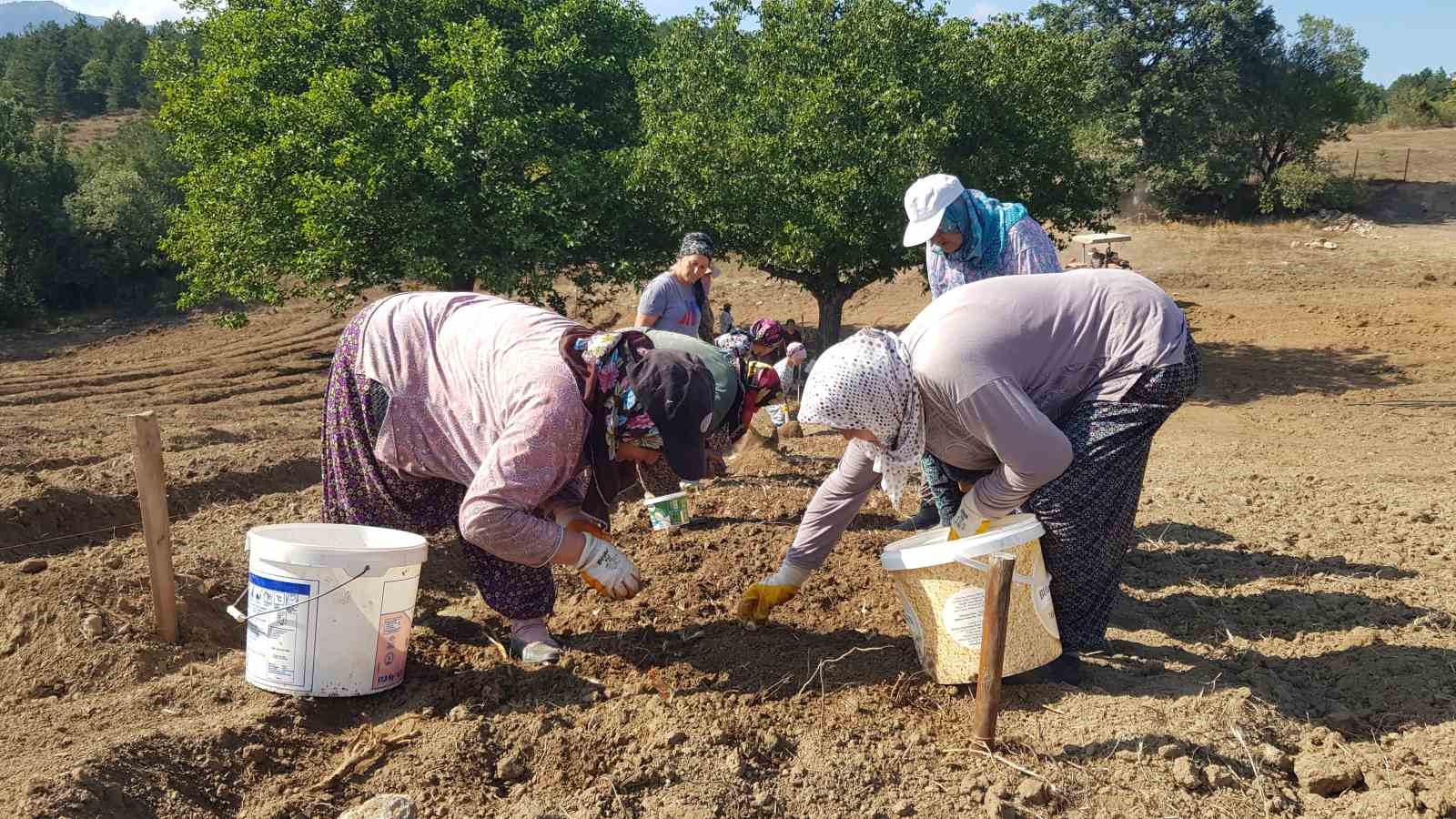 "Dünyanın en pahalı baharatı" toprakla buluşturuldu