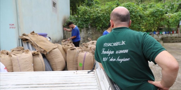 FİSKOBİRLİK 2024 ürünü fındık alımına başladı