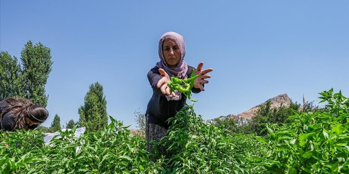 Çermik biberi, gurbetçiler için Avrupa yolcusu