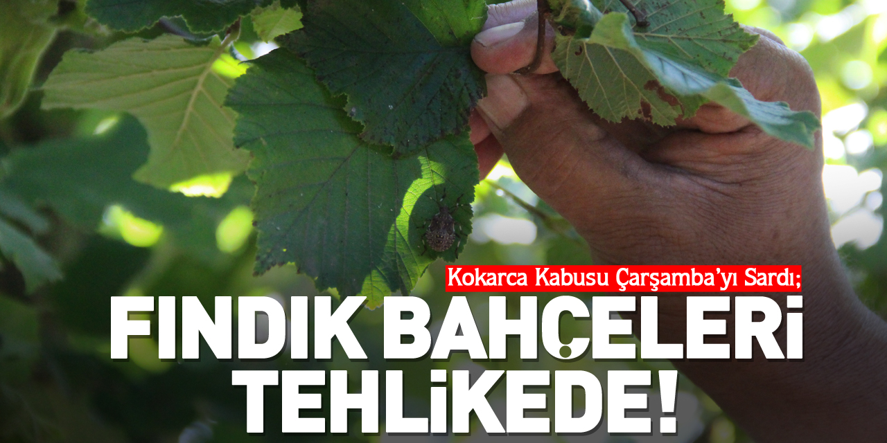 Kokarca Kabusu Çarşamba’yı Sardı;  FINDIK BAHÇELERİ TEHLİKEDE!