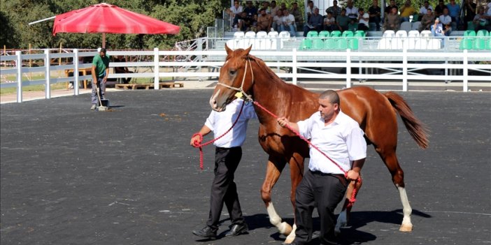 Arap taylarının satışından 20 milyon lira gelir elde edildi