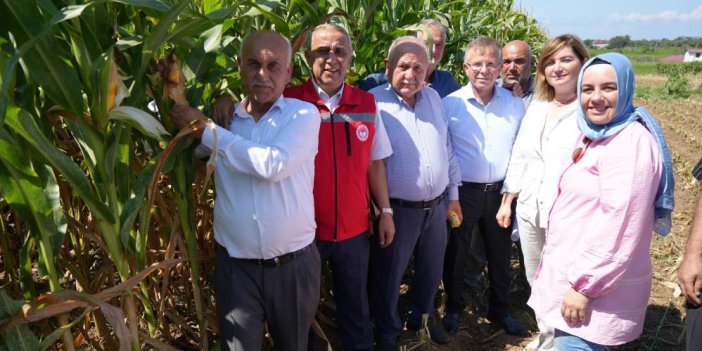 Bafra Ovası'nda silajlık mısır hasadı başladı