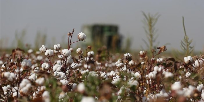 Pamuk üreticilerine sulamayı "akşam yapın" çağrısı