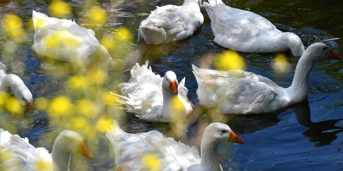 Kazlar serin suyla buluşturuluyor