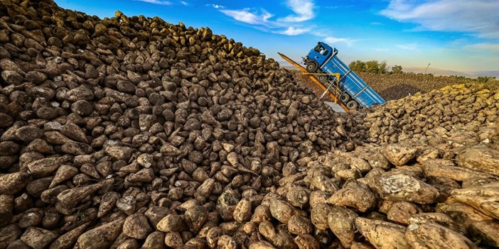 Şeker pancarında sözleşmeli üretim istikrarlı gelir sağlıyor