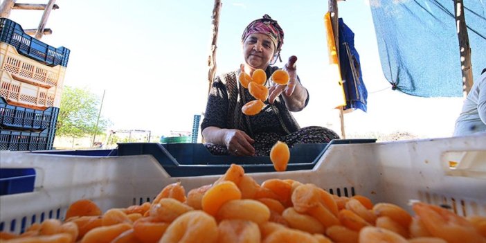 Hasadı biten kayısı "patik"le işçisine kazandırıyor