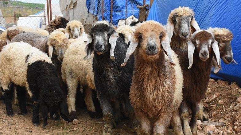 Hayvancılık desteklemelerinde uygulama esasları belirlendi