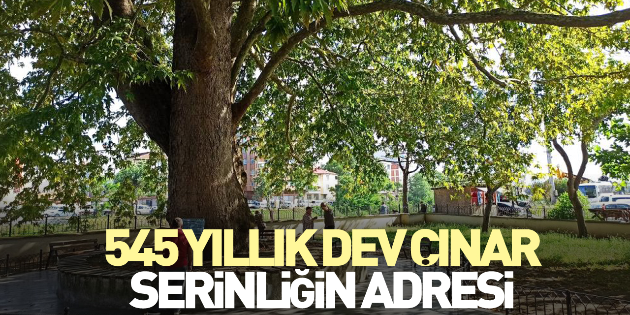 545 YILLIK DEV ÇINAR, SERİNLİĞİN ADRESİ OLDU