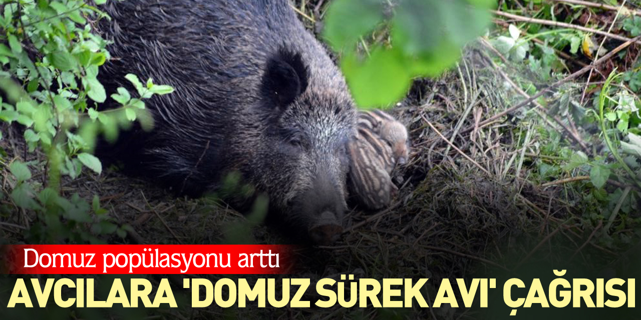 Avcılara 'domuz sürek avı' çağrısı