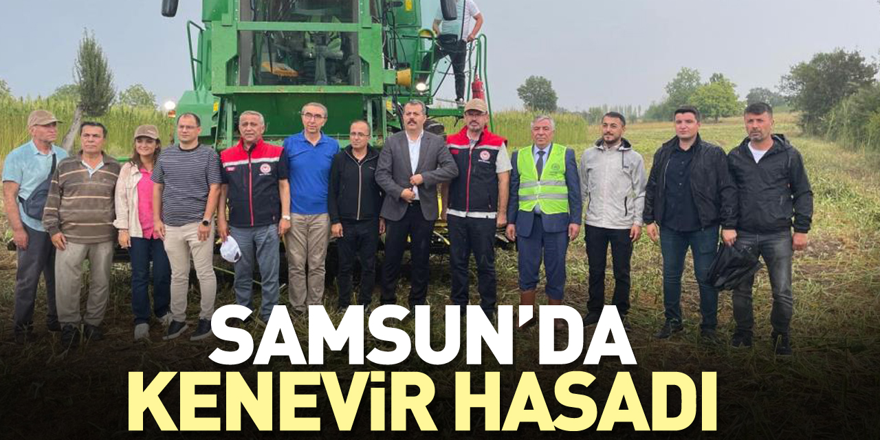 KENEVİR HASADI BAŞLADI