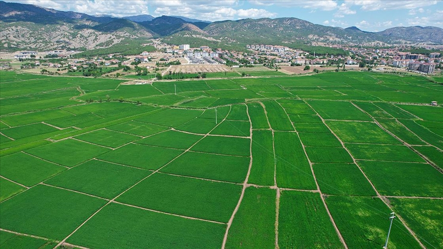 Osmancık'ta 20 bin ton çeltik rekoltesi bekleniyor