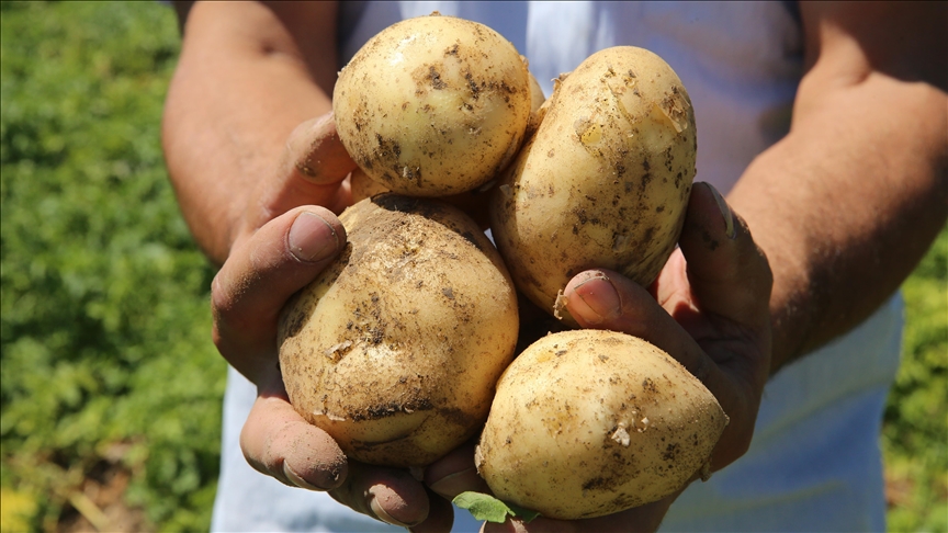 500 tonun üzerinde patates tohumu üretiyor