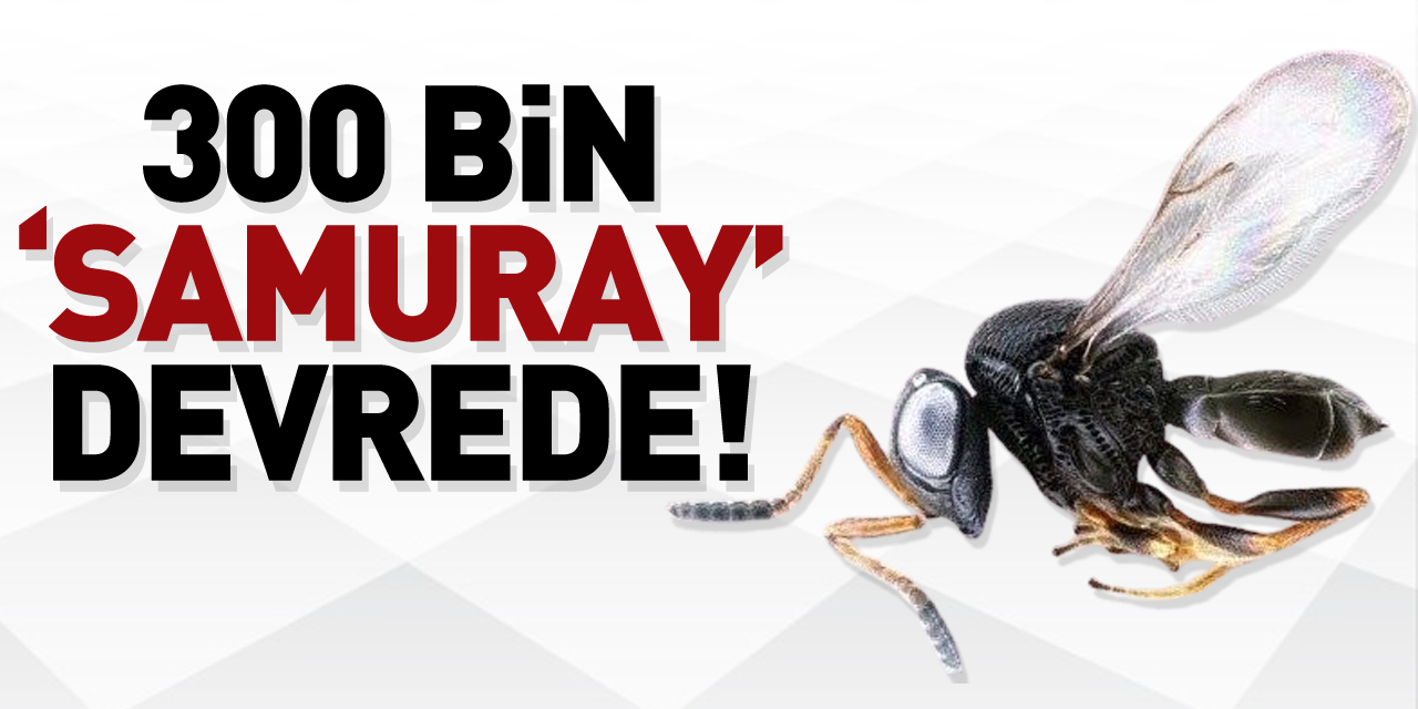 300 BİN ‘SAMURAY’ DEVREDE!