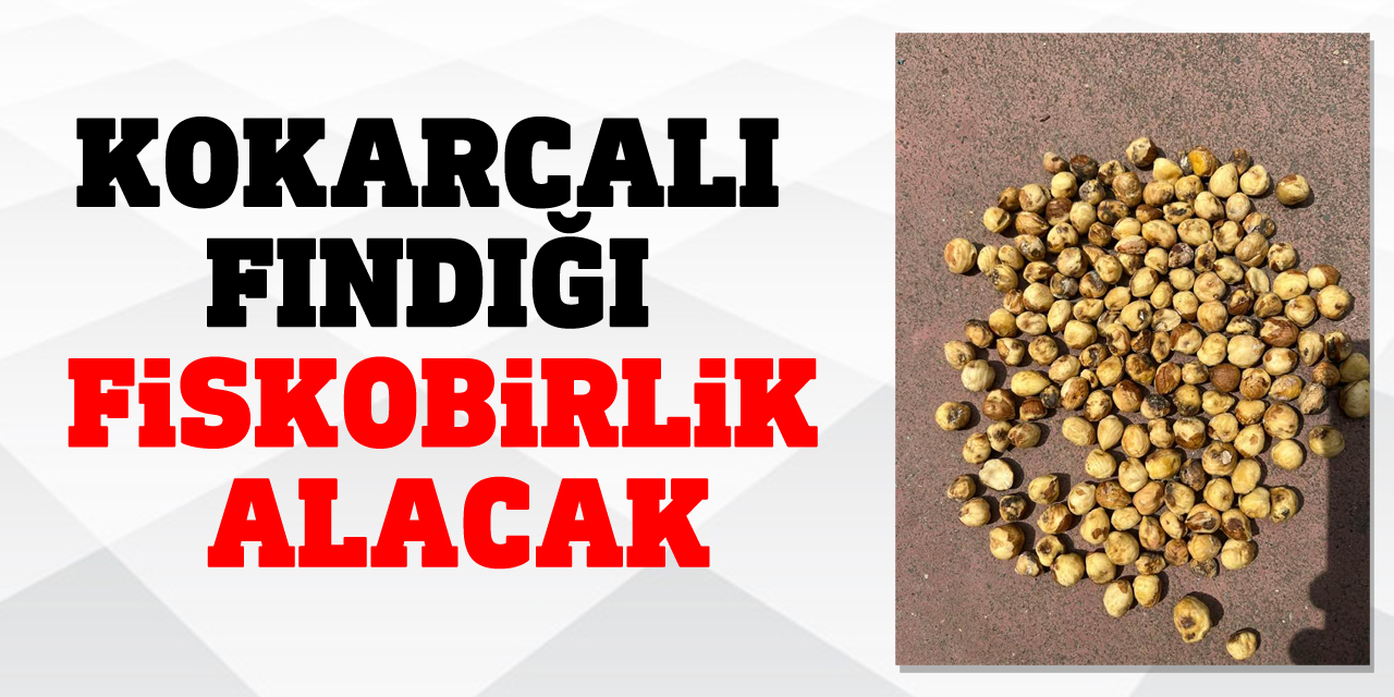 KOKARCALI FINDIĞI FİSKOBİRLİK ALACAK