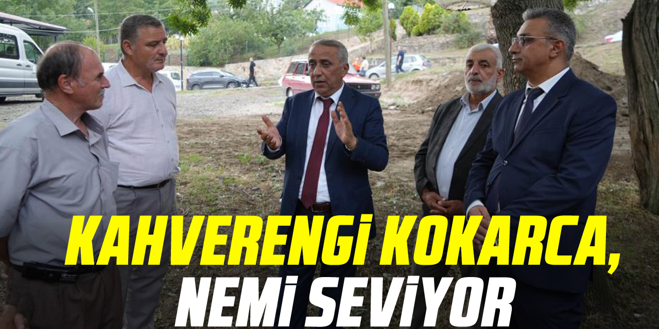 kahverengi kokarca, nemi seviyor