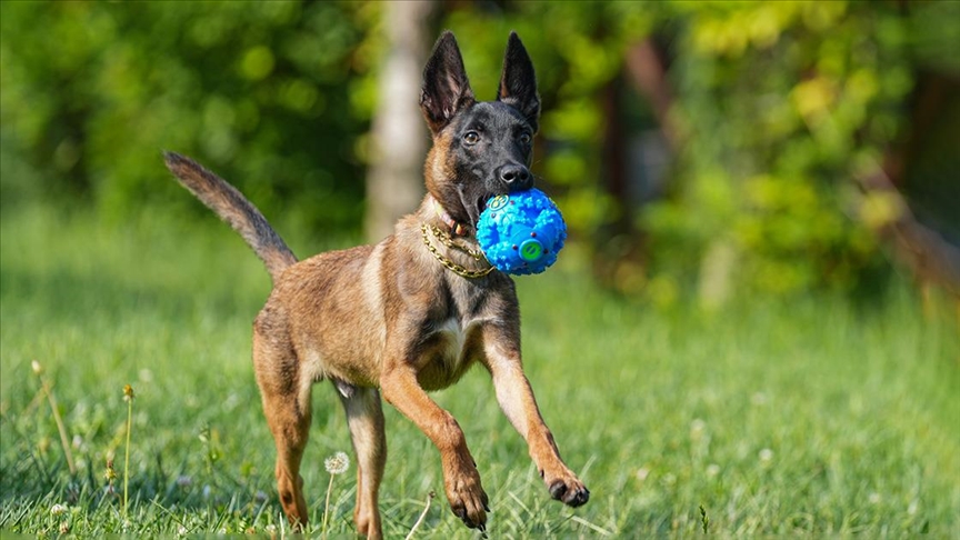 Cüce Belçika kurdu, arama kurtarma köpeği olarak eğitiliyor