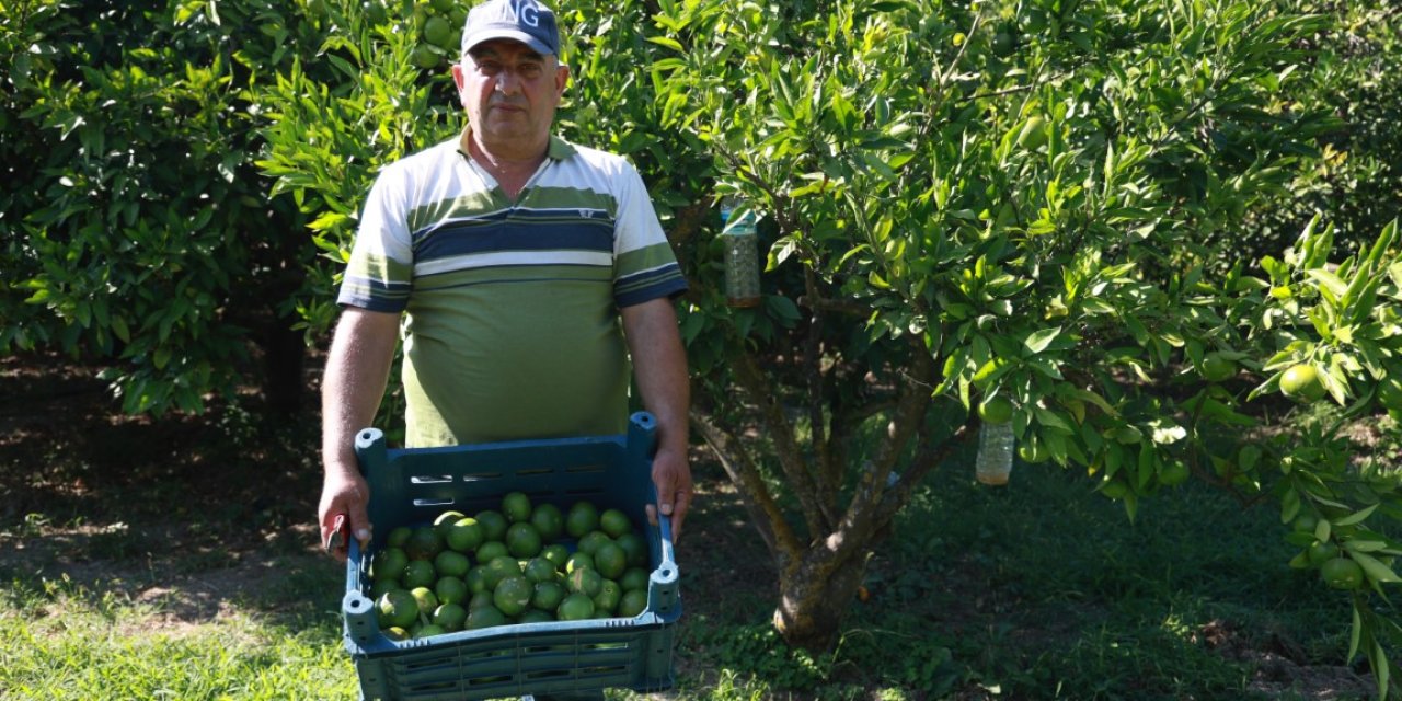 10 dönümlük bahçesinde hasada tek başına başladı